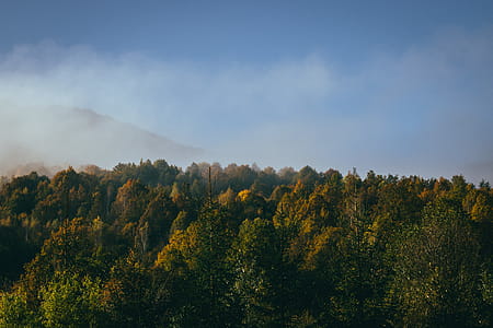 Photography Of Green Trees thumbnail