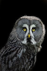 photography of great grey owl against black background thumbnail