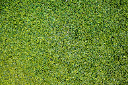 Top View Photo of Grass thumbnail