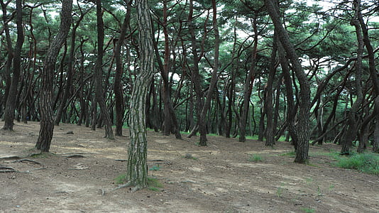 forest photo during daytime thumbnail
