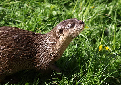 brown otter on grass thumbnail