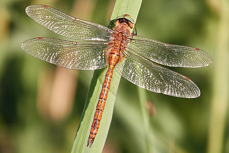 brown dragonfly perching on green grass in closeup photography thumbnail