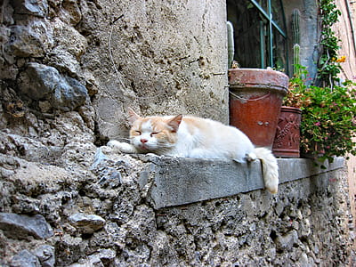 white and orange cat on lying wall thumbnail