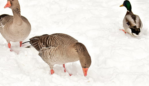 three brown and black geese thumbnail