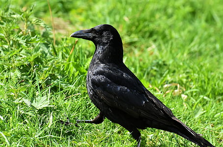 crow on grass thumbnail