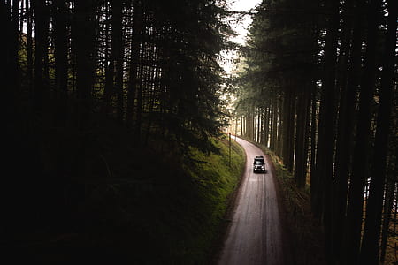 black vehicle on road between trees thumbnail