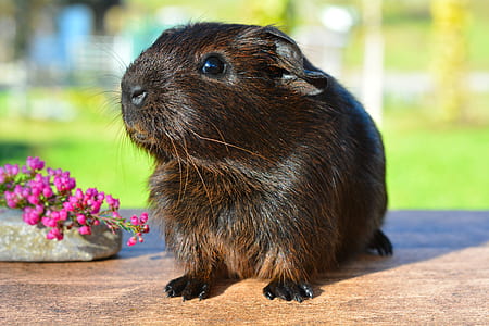brown hamster near pink petaled flowers thumbnail