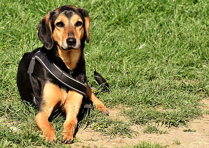 sitting medium short-coated black and tan dog on green grass thumbnail