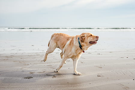 adult yellow Labrador retriever running on seashore at daytime thumbnail