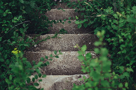 empty gray concrete stair between plants thumbnail