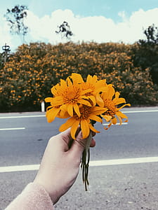 Person Holding Orange Sunflower Flowers thumbnail