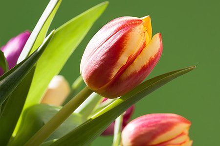 red and yellow tulip flowers thumbnail
