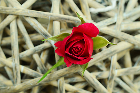 closeup photography of red rose flower thumbnail