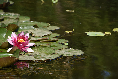 Lotus, Yuyuantan Park thumbnail