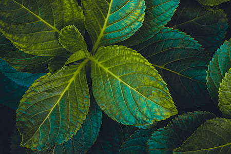 green leafed plant thumbnail