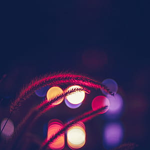 Bokeh Photography of Beige Plant thumbnail