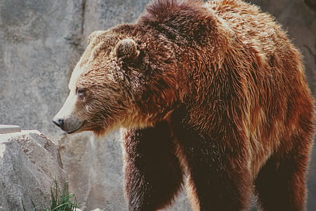 brown bear looking on right side thumbnail