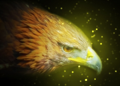 eagle head illustration thumbnail