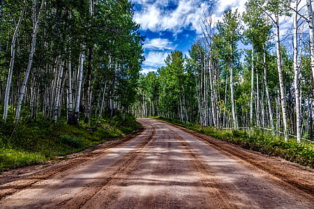 dirt road between of trees thumbnail