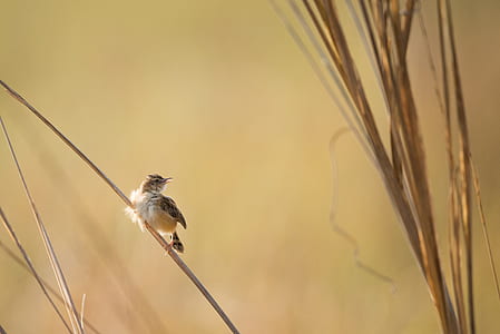 white and gray bird thumbnail