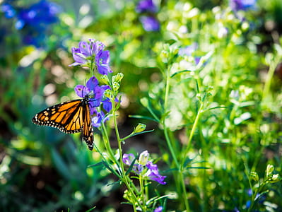butterfly on flower thumbnail