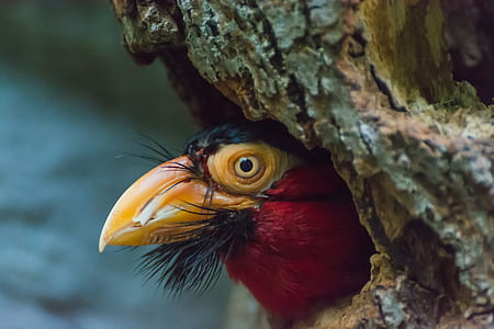 red and brown bird on tree thumbnail