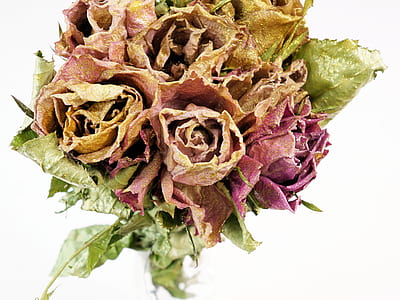 dried pink roses thumbnail