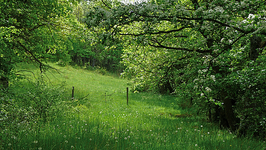 person taking a picture of green forest tree during daytime thumbnail