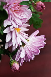 Chrysanthemum flower thumbnail