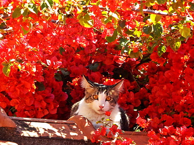 white and brown cat near red petaled flowers during daytime photo thumbnail