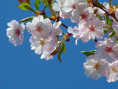 white-and-pink blossom flowers low-angle photography at daytime thumbnail