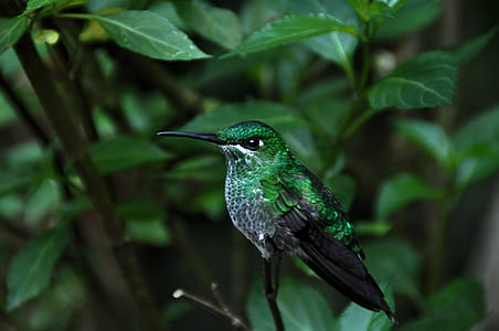 green hummingbird thumbnail
