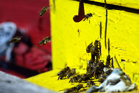 group of bees on wooden panel thumbnail