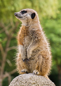 brown lemur standing on stone thumbnail