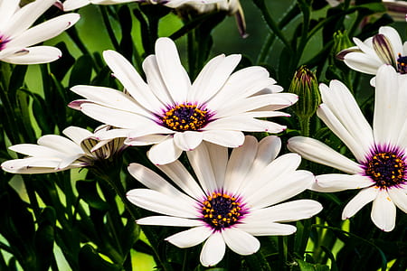 white flowers thumbnail