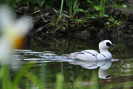 white duck on river thumbnail