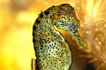 green and brown seahorse thumbnail