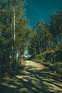 wood, light, road, dawn thumbnail