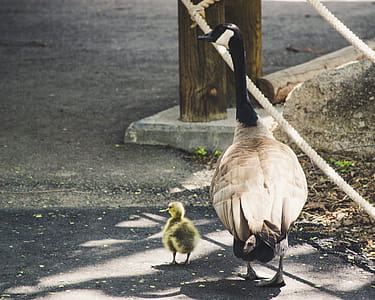 Bird and Chick on Sidewalk thumbnail