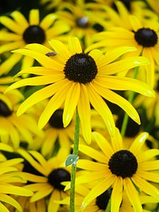 yellow and black flowers thumbnail