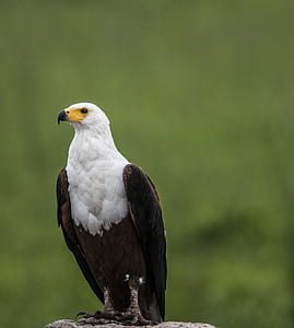 Depth of Field Photography of White and Brown Eagle Perching on Gray Stone thumbnail