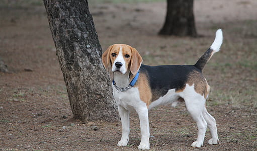 adult tricolor beagle standing near tree thumbnail