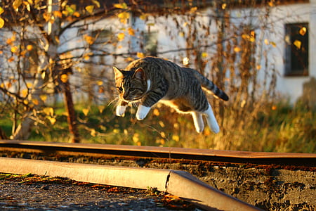 selective focus photograph of jump brown tabby cat thumbnail