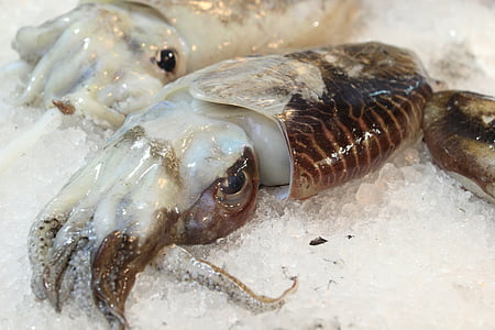 squids on crushed ice thumbnail