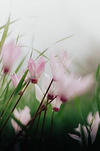 pink flowers thumbnail