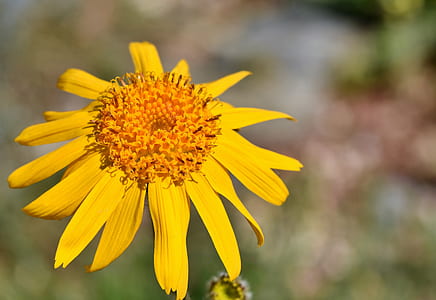 selective focus photo of yellow petaled flower thumbnail