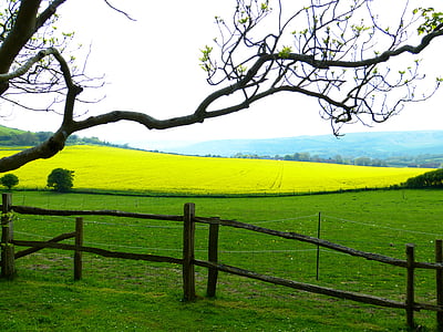 photograph of tree on ranch thumbnail
