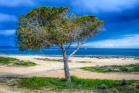 green leaf plant near seashore photo thumbnail