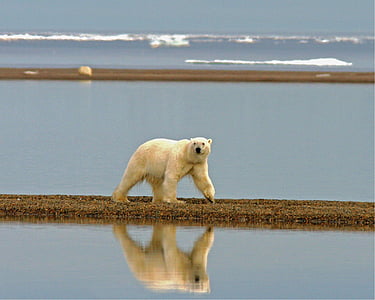 polar bear walking on brown ground surrounded with body of water thumbnail
