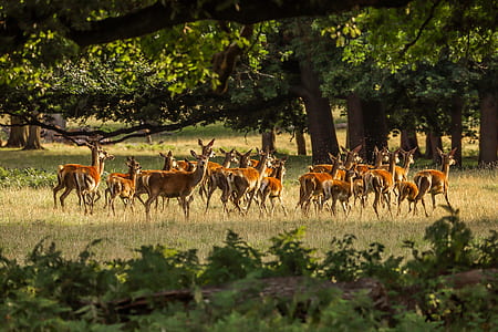 herd of brown deer surrounded by trees thumbnail